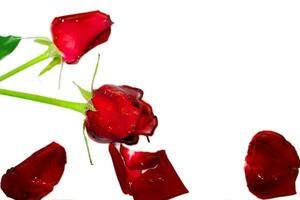 Top view of young red British roses with  petals out and dew drops isolate on white background. photo