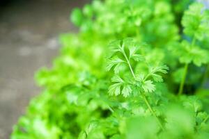 Closeup of coriander for food in the vegetable garden. photo