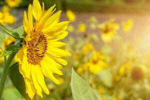 Closeup and side view of sun flower on blurry with sun flare background. photo