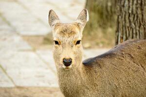 Closeup doe young deer in Nara park area, Nara prefecture, Japan. photo