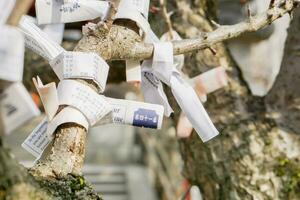 nara ciudad, Japón, 2018 - de cerca de japonés omikuji fortunas papel atado a cuerda árbol desayuno tardío para bueno suerte en nara japonés santuario. foto