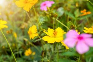 Closeup group of yellow and light violet flowers with sun flare in the garden. photo