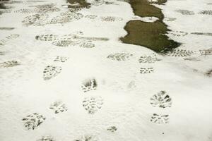 Image of snow and ices with texture of shoe and sneakers soles covered on floors background. photo