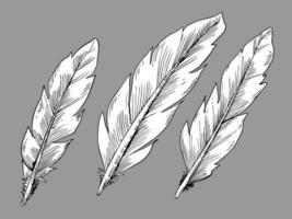 Abstract ethnic line art feather design set vector