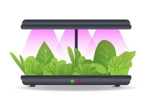 Portable hydroponic aeroponic system for ecofriendly growing of green lettuce, vegetables and herbs. With automatic watering system and purple phyto lighting. Phytolamp vector