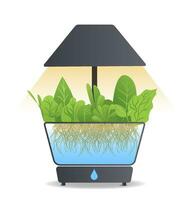 Portable hydroponic aeroponic system for ecofriendly growing of green lettuce, vegetables and herbs. With automatic watering system and phyto lighting. Phytolamp vector