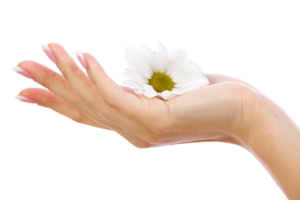 Closeup shot of woman's hand and white chamomile flower, isolated png