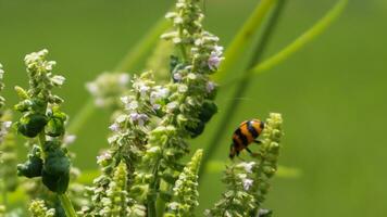 a ladybug in a green garden photo