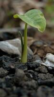 baby taro plants growing in the wild photo