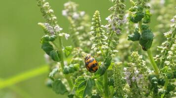 a ladybug in a green garden photo