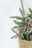 Decorated Christmas tree with candy canes. Preparing for Christmas and New Year 2023-2024. Place for an inscription. photo