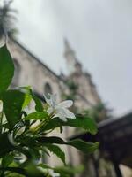 Small white beautiful white Gardenia jasminoides,Tabernaemontana divaricata Apocynaceae commonly called pinwheelflower crape jasmine photo