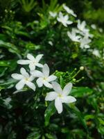 Small white beautiful white Gardenia jasminoides,Tabernaemontana divaricata Apocynaceae commonly called pinwheelflower crape jasmine photo