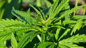 Cannabis leaf close up. Green leaves of a marijuana plant. Sunny day in the field. video