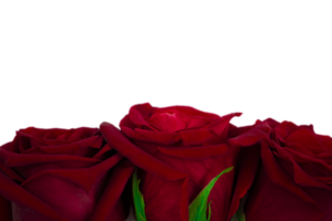Beautiful red roses close up isolated on transparent background. png