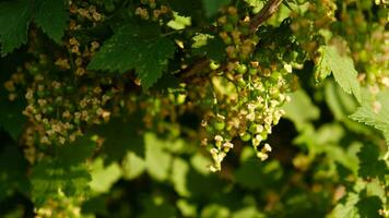 Blooming and green ovary of berries currants, several flowers on branch. Flowering bush of red, black or white currant with green leaves in the garden. Unripe green berries of currant close-up. photo