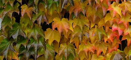 Autumn colors bright pink, yellow, green leaves of maiden grapes on wall in fall. Bright colors of autumn. Parthenocissus tricuspidata or Boston ivy changing color in Autumn. Nature pattern photo