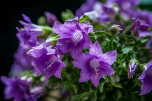 AI generated Beautiful purple campanula flowers. Generate ai photo