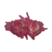 Realistic 3D render of Pink Guava best for commercial and Design purpose png