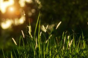 Flowers grass with sunlight background. photo