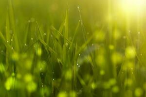 Fresh green leaves of rice plant with drop dew and light. photo