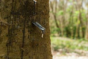 Rubber Latex of rubber trees. photo