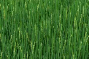 Fresh green rice plants in the field. photo