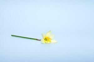 Beautiful rain lily flower. photo