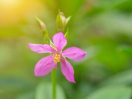 rosado flor de talino paniculatum planta. foto