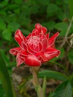Red flower of etlingera elatior photo