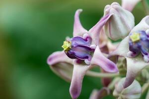 Close up of Violet Crown flower. photo