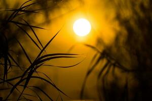 siluetas de hojas y puestas de sol foto