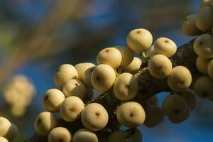 Figs on the branch of a fig tree photo