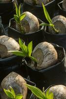 Coconut seedlings and young leaves growing. photo