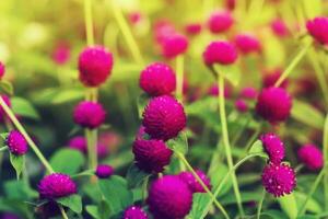 Deep pink flower of Globe amaranth tree. photo