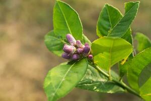 Lemon flower on tree. photo