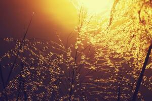 Flower grass in the summer. photo