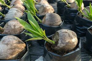 Coconut seedlings and young leaves growing. photo