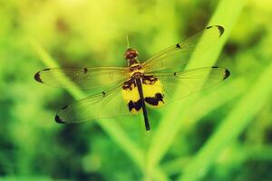 negro y amarillo libélula encaramado en césped. foto