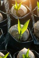 Coconut seedlings and young leaves growing. photo