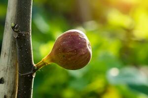 Fig fruit are growing on tree. photo