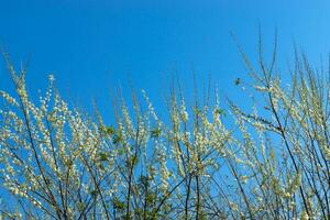 White flower on branch with blue sky. photo