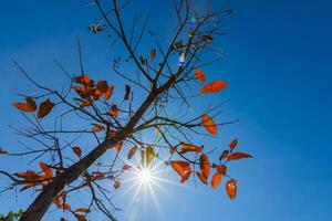 Red leaves on Trees in autumn with sky and sun. photo