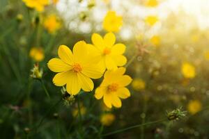 amarillo flor en el bosque. foto