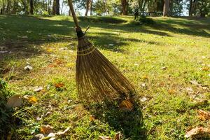 broom field in the garden. photo