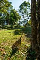 broom field in the garden. photo