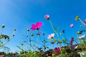 Under the cosmos flower with blue sky. photo