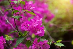 Dark pink of Bougainvillea flower. photo