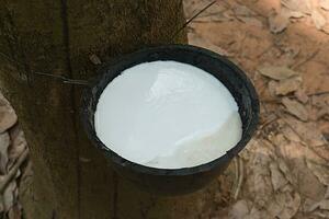 Rubber Latex of rubber trees. photo