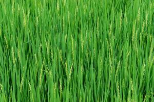 Fresco verde arroz plantas en el campo. foto